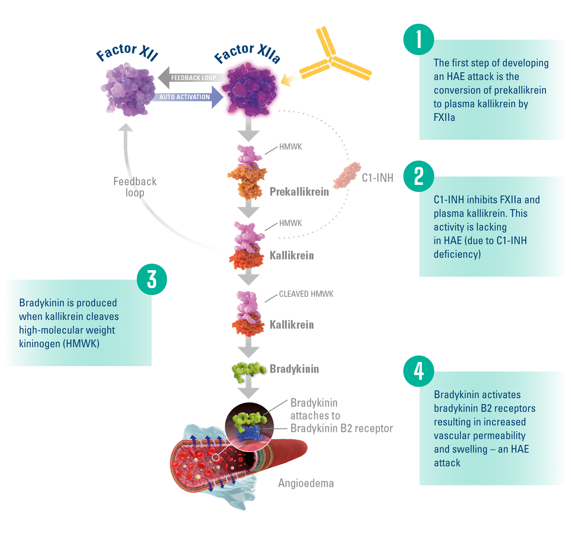 Image of simplified HAE biochemical pathway